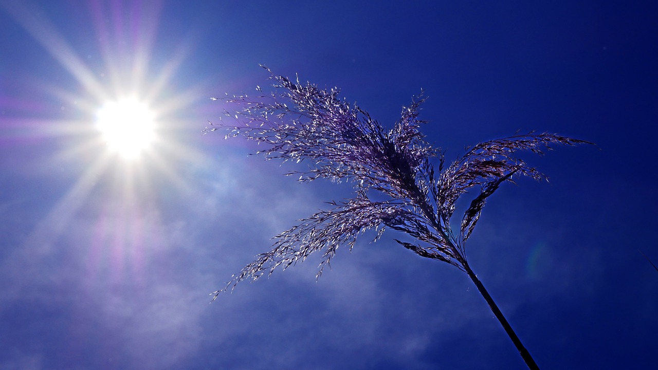 Fortes chaleurs, canicule 